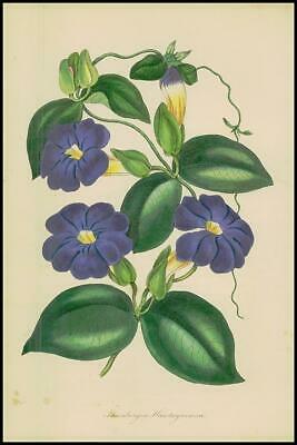 Seller image for 1834-1849 THUNBERGIA HAWTAYNEANA Hawtayne's Thunbergia Paxton Botanical (PB504) for sale by Antique Paper Company