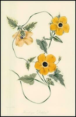 Seller image for 1834-1849 THUNBERGIA DODDSII Black-Eyed Susan Vine Paxton Botanical (PB601) for sale by Antique Paper Company