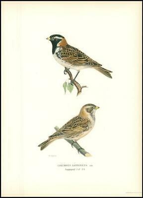 Seller image for 1929 Large Colour Lithograph CALCARIUS LAPPONICUS Lapland Longspur (WB214) for sale by Antique Paper Company