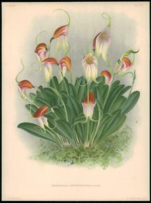 Seller image for 1880 Botanical Antique Print ORCHID "MASDEVALLIA REICHENBACHIANA" by LINDEN LO17 for sale by Antique Paper Company