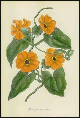 Seller image for 1834-1849 THUNBERGIA AURANTIACA Orange-Flowered Thunbergia Botanical (PB525) for sale by Antique Paper Company