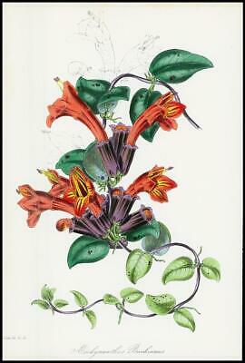 Seller image for 1834-1849 AESCHYNANTHUS BOSCHIANUS Lipstick Plant Paxton Botanical (PB114) for sale by Antique Paper Company