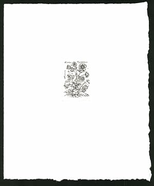 Bild des Verkufers fr Exlibris von Hortus Eystettensis fr Elke Lang, Blume zum Verkauf von Bartko-Reher