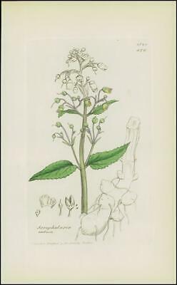 Seller image for 1832 SCROPHULARIA NODOSA Figwort Botanical hand coloured print (SA134) for sale by Antique Paper Company