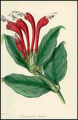 Seller image for 1834-1849 AESCHYNANTHUS LONGIFLORUS Paxton Botanical (PB567) for sale by Antique Paper Company