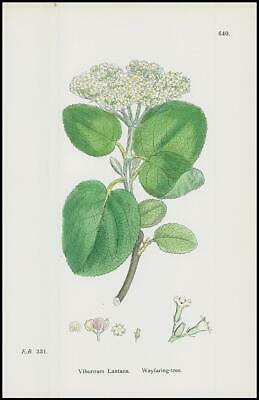 Seller image for 1902 Virburnum Latana Wayfaring-Tree Botanical Print Hand Colour (SL640) for sale by Antique Paper Company