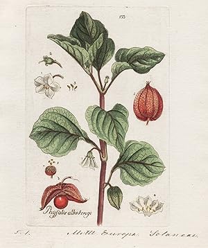 "Physalis alkokengi" (Plate 133) - Lampionblume bladder cherry Chinese lantern / Heilpflanzen med...