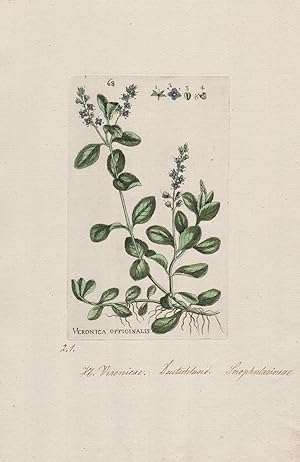"Veronica Officinalis" (Plate 68) - Echter Ehrenpreis heath speedwell / Heilpflanzen medicinal pl...