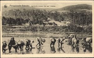 Seller image for Ansichtskarte / Postkarte Philippinen, Les femmes Igorottes occupees a la plantation du riz, Frauen auf dem Reisfeld for sale by akpool GmbH