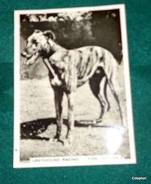 Greyhound Derby 1936. Ardath Photocard 1936 of dog "Fine Jubilee". 1st privately owned winner