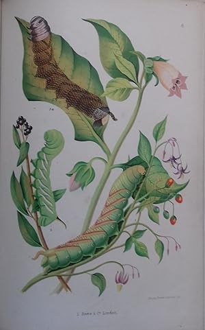 The Larvae of thr British Lepidoptera and their Food Plants