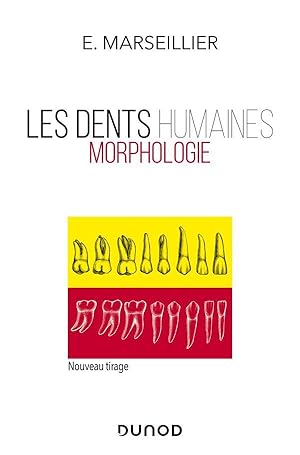 les dents humaines : morphologie