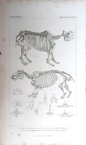 Image du vendeur pour Skeletons. Rhinoceros and Hippopotamus. mis en vente par theoldmapman