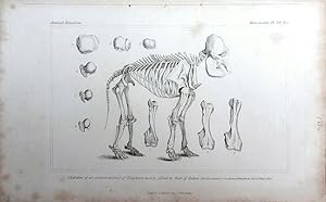 Image du vendeur pour Skeleton. Extinct species of elephant nearly allied to that of India. mis en vente par theoldmapman