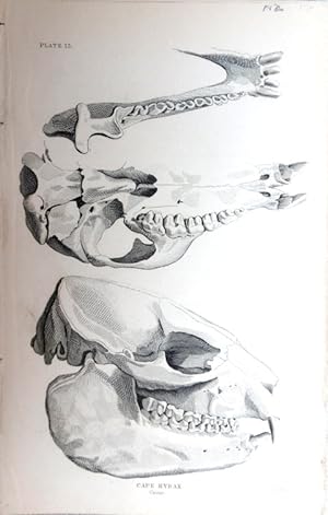 Seller image for Skeleton. Cape Hyrax. for sale by theoldmapman