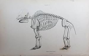 Bild des Verkufers fr Skeleton. Great Mastodon. zum Verkauf von theoldmapman