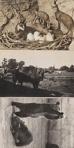 Bild des Verkufers fr Bears German Deer Born From Eggs Cow 3x Old Real Photo Postcard s zum Verkauf von Postcard Finder