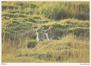 Bedfordshire Cute Watership Down Type Rabbits Postcard