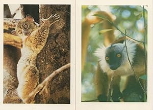 Black Lemur Madagascar 2x Lemurs Postcard s