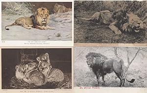 Lion Lions Family Of Subs African Monarch 4x Old Postcard s