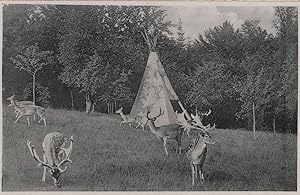 Deers Antelopes By Red Indian Tent Hotel Jagdhuas Switzerland Postcard