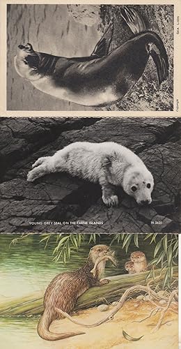 Young Grey Seal Sea Lion London Zoo 3x RPC Postcard s