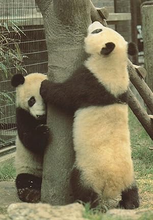 Seller image for Giant Pandas Playing At London Zoo Rare Postcard for sale by Postcard Finder