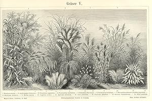 Seller image for TYPES OF GRASSES, Bamboo, GRSER , Botanical Print, 1894 Original Antique Wood Engraving for sale by Artisans-lane Maps & Prints