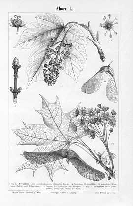 Seller image for MAPLE TREE,1894 Antique Print for sale by Artisans-lane Maps & Prints