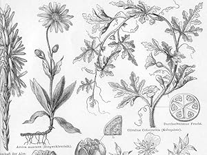 Seller image for MEDICINAL PLANTS with Fruit _Flower,1894 Antique Print for sale by Artisans-lane Maps & Prints