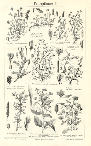 Seller image for FODDER AND CLOVER PLANTS, FUTTERPFLANZEN, 1894 Original Antique Wood Engraving for sale by Artisans-lane Maps & Prints
