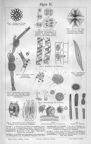 Seller image for VARIOUS FORMS OF ALGAE,1894 phycology algology Print for sale by Artisans-lane Maps & Prints