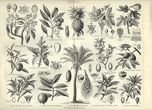 Seller image for FOOD PRODUCING PLANTS , NAHRUNGSPFLANZEN,1894 Original Antique Wood Engraving for sale by Artisans-lane Maps & Prints