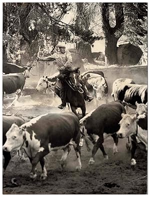 ORIGINAL PHOTOGRAPH OF A CATTLE ROUND-UP