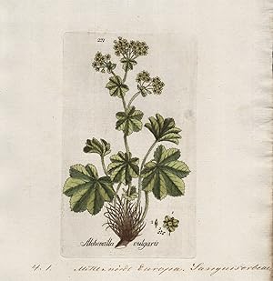 "Alchemilla vulgaris" (Plate 271) - Spitzlappiger Frauenmantel lady's mantle / Heilpflanzen medic...