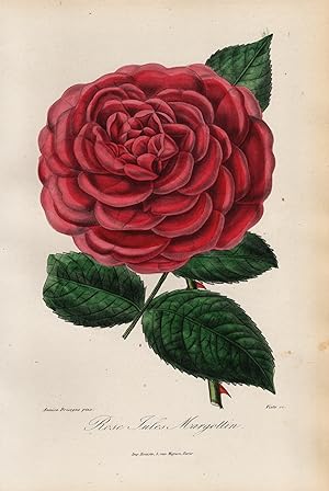 "Rose Jules Margottin" - Rose Rosen roses flowers Blumen Botanik botanical botany