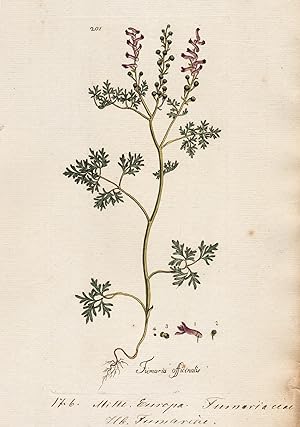 "Fumaria officinalis" (Plate 201) - Erdrauch fumitory / Heilpflanzen medicinal plants Kräuter Krä...