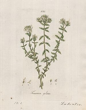 "Teucrium polium" (Plate 595) - felty germander Polei-Gamander / Heilpflanzen medicinal plants Kr...