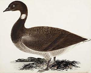 [Brent Goose]