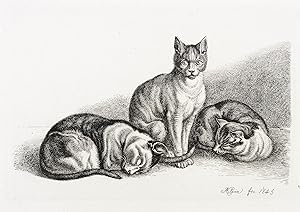 Klein, Johann Adam. - "Die drei Katzen".