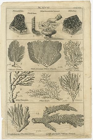 Antique Print of various Sea Plants by Francisci (1668)