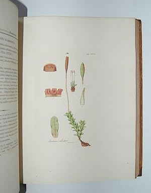 Musci Exotici; Containing Figures and Descriptions of New or Little Known Foreign Mosses and othe...