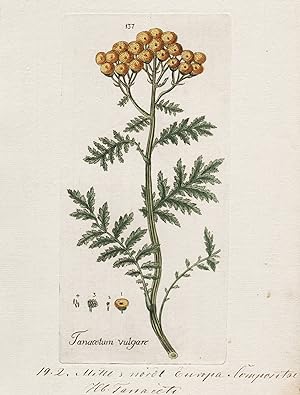 "Tanacetum vulgare" (Plate 137) - Tansy Rainfarn / Heilpflanzen medicinal plants Kräuter Kräuterb...