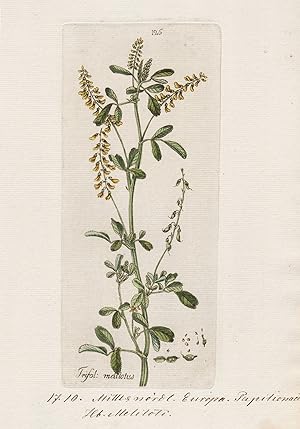 "Trifol: melilotus" (Plate 125) - Steinklee Melilotus sweet clover / Heilpflanzen medicinal plant...