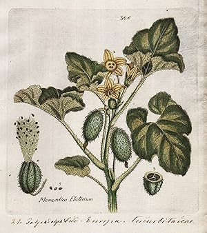 Seller image for Momordica Elaterium" (Plate 305) - Spritzgurke squirting cucumber Ecballium / Heilpflanzen medicinal plants Kruter Kruterbuch herbal / Botanica Pharmaceutica for sale by Antiquariat Steffen Vlkel GmbH