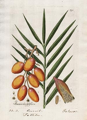 "Phoenix dactylifera" (Plate 495) - Date palm Dattelpalme / Heilpflanzen medicinal plants Kräuter...