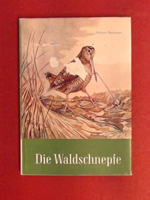 Die Waldschnepfe : Scolopax rusticola. Mit 15 Zeichnungen von M. Kiefer und 7 Fotos.