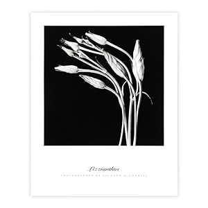 Stampa fotografica - Lizzianthus, Photographed by Richard McConnell