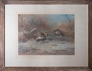 Archibald Thorburn (1860-1935) - 1923 Lithograph, Pair Of Snipe