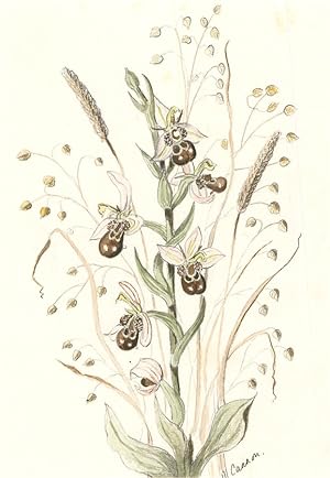 M. Cannon - Contemporary Watercolour, Irises and Lunaria